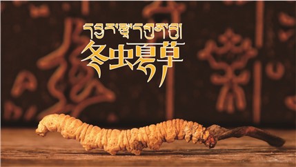 那曲新鮮冬蟲夏草什么時候采挖？